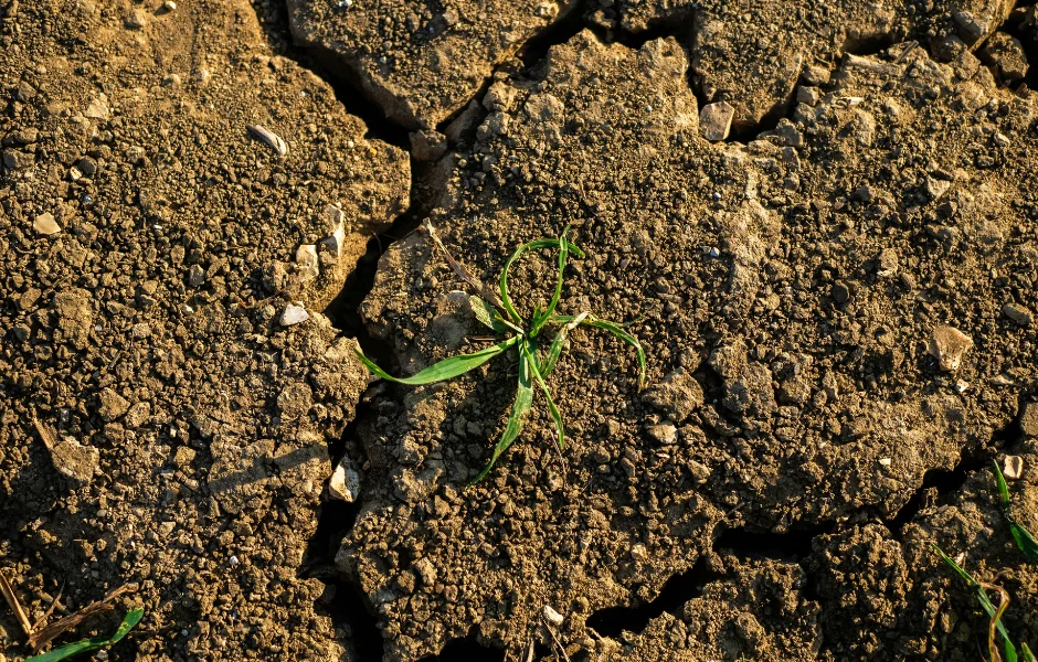 Dry Field