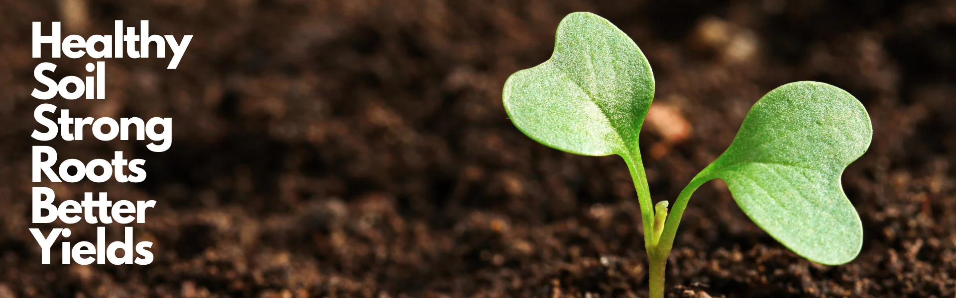 why soil n roots?