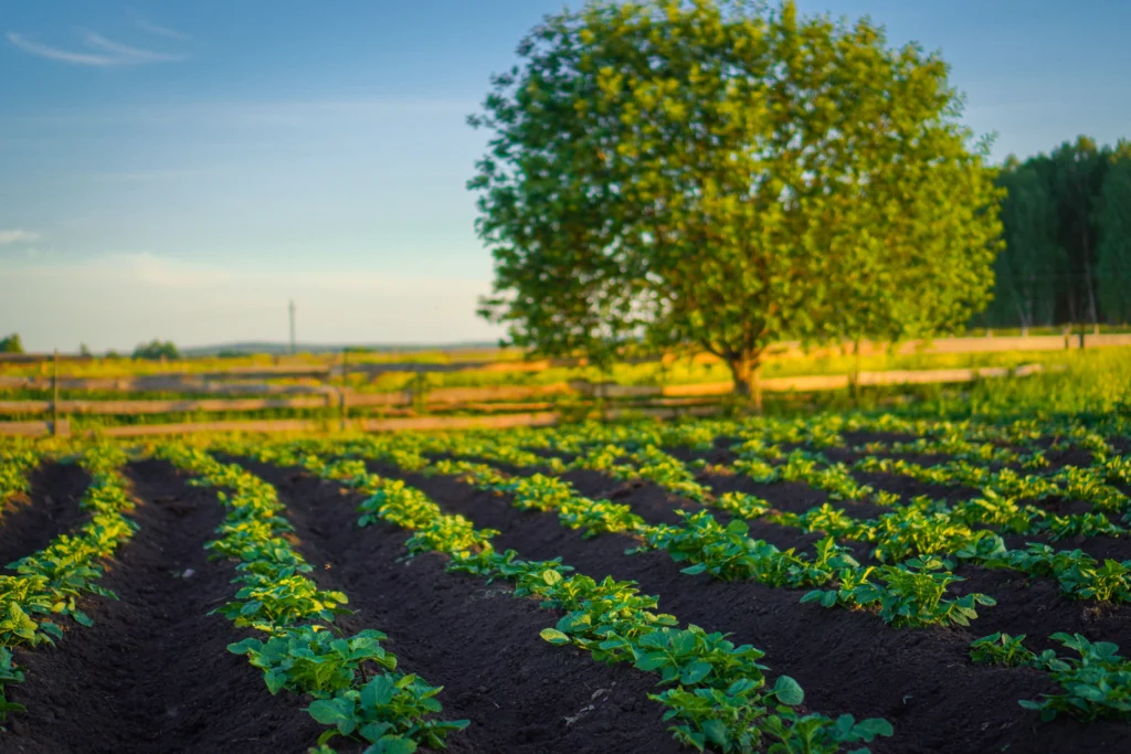Soil n Roots Farm