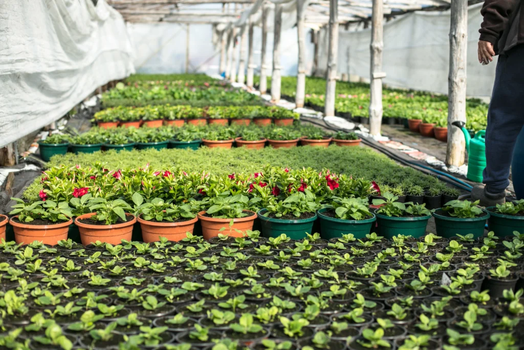 Nursery Soil n Roots
