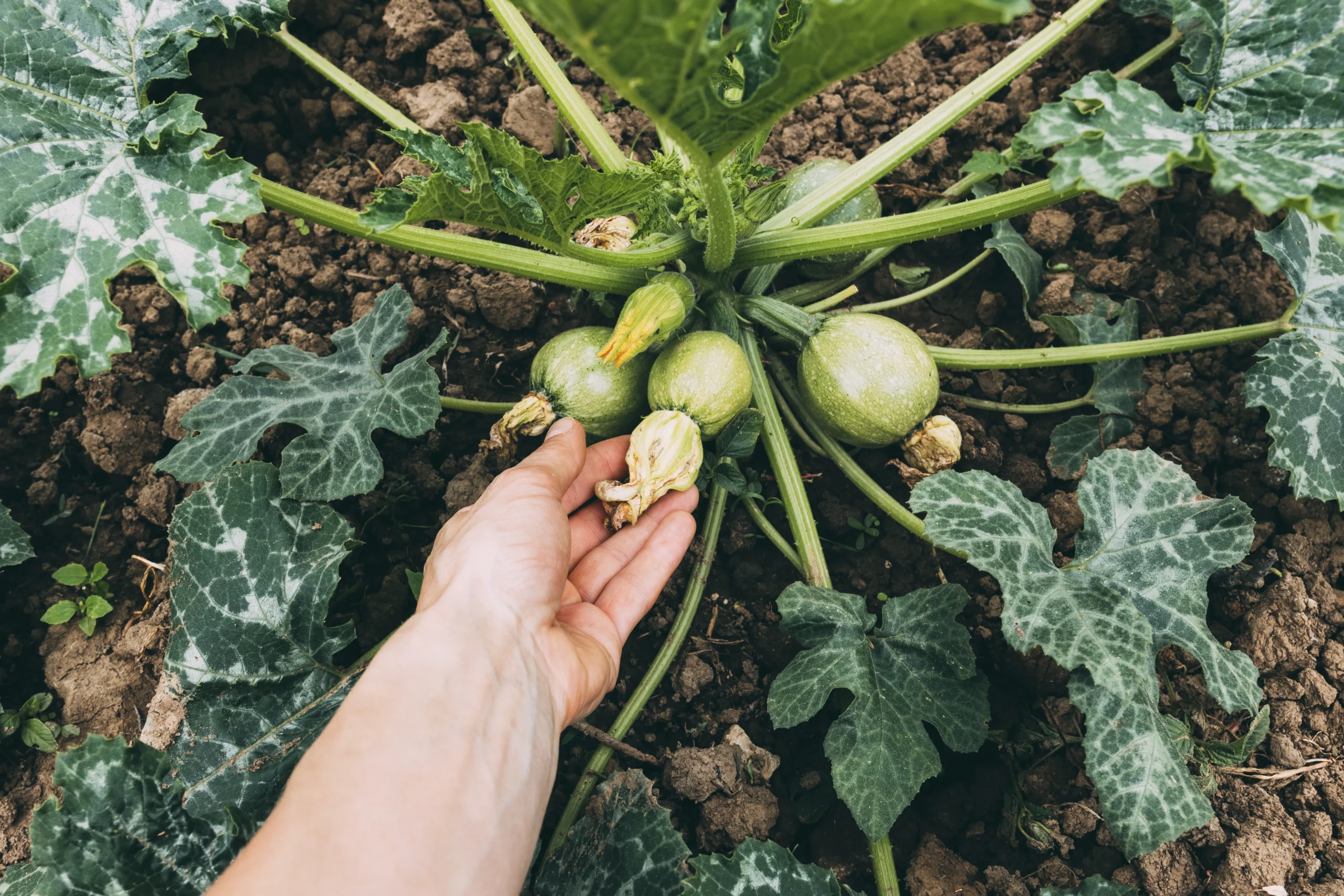 Soil n root zucchini
