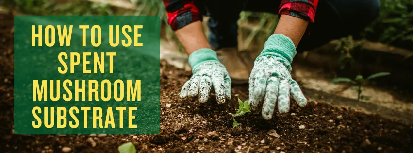 How to Use Spent Mushroom Substrate (Mushroom Compost) in Farming and Gardening