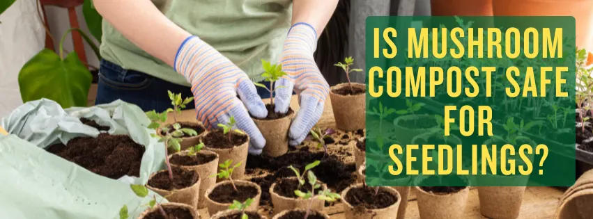 Is Mushroom Compost Safe for Seedlings