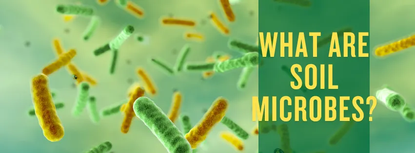 What Are Soil Microbes?