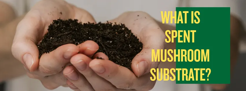What is Spent Mushroom Substrate?