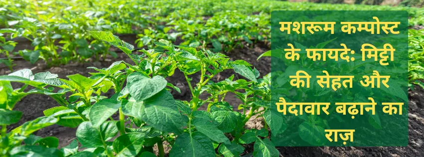 मशरूम कम्पोस्ट के फायदे: मिट्टी की सेहत और पैदावार बढ़ाने का राज़