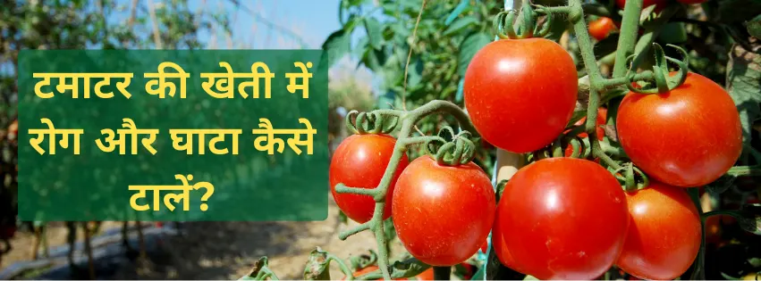 टमाटर की खेती में रोग और घाटा कैसे टालें?