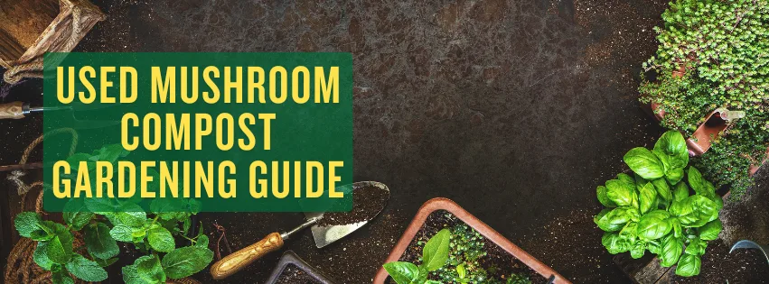 Used Mushroom Compost Gardening Guide