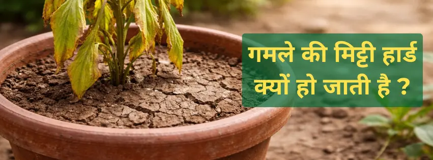 गमले की मिट्टी हार्ड क्यों हो जाती है?
