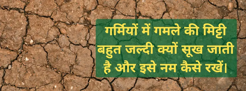 गर्मियों में गमले की मिट्टी बहुत जल्दी क्यों सूख जाती है और इसे नम कैसे रखें।